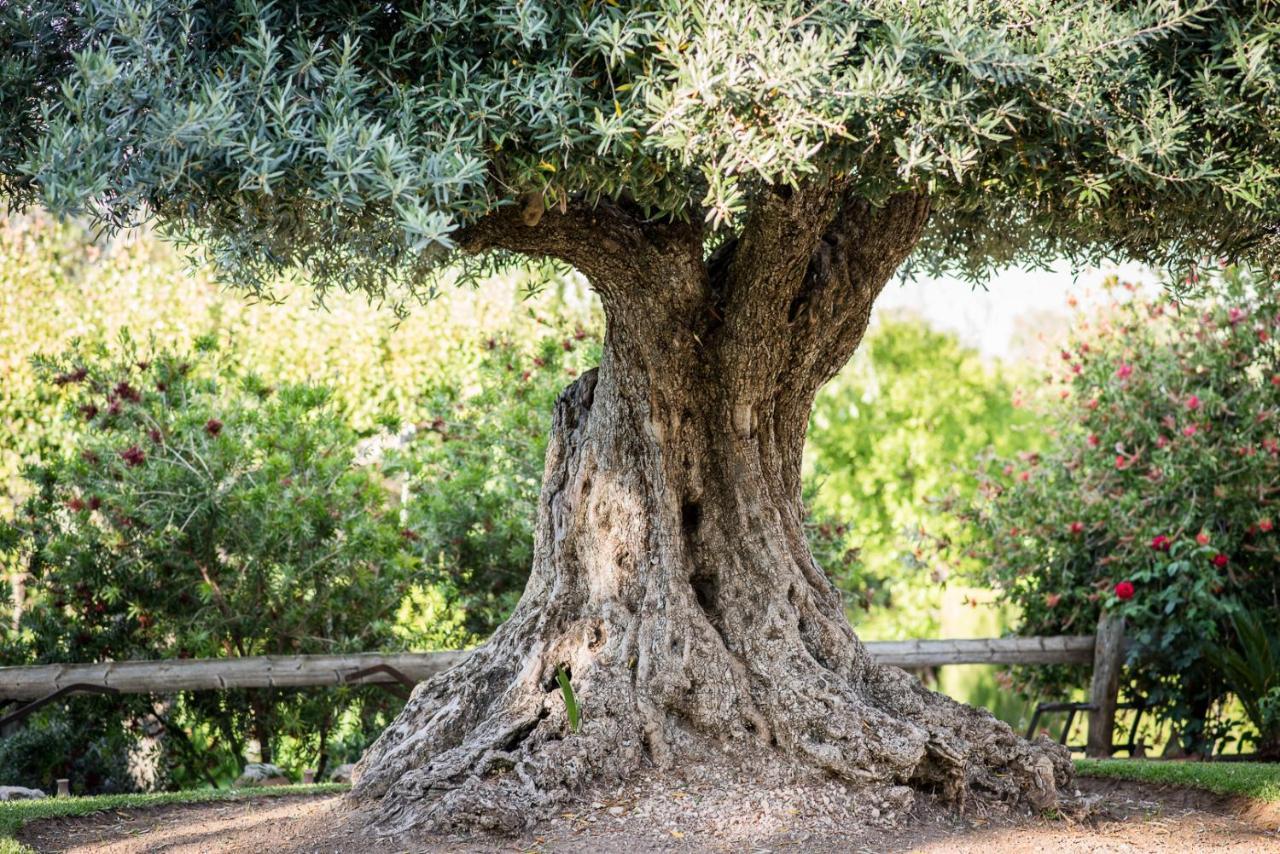 Al Agia - Los Molinos De Padul Dış mekan fotoğraf
